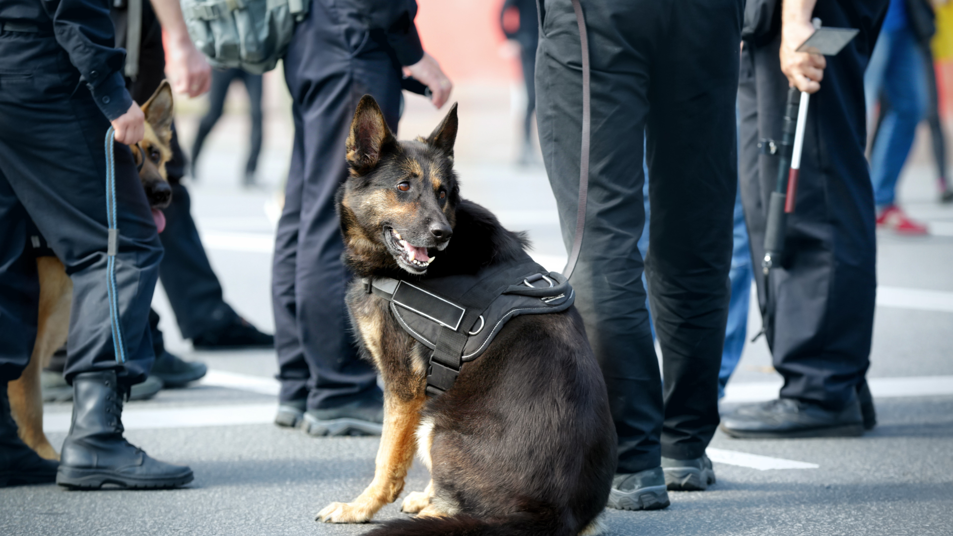 agent sécurité cynophile