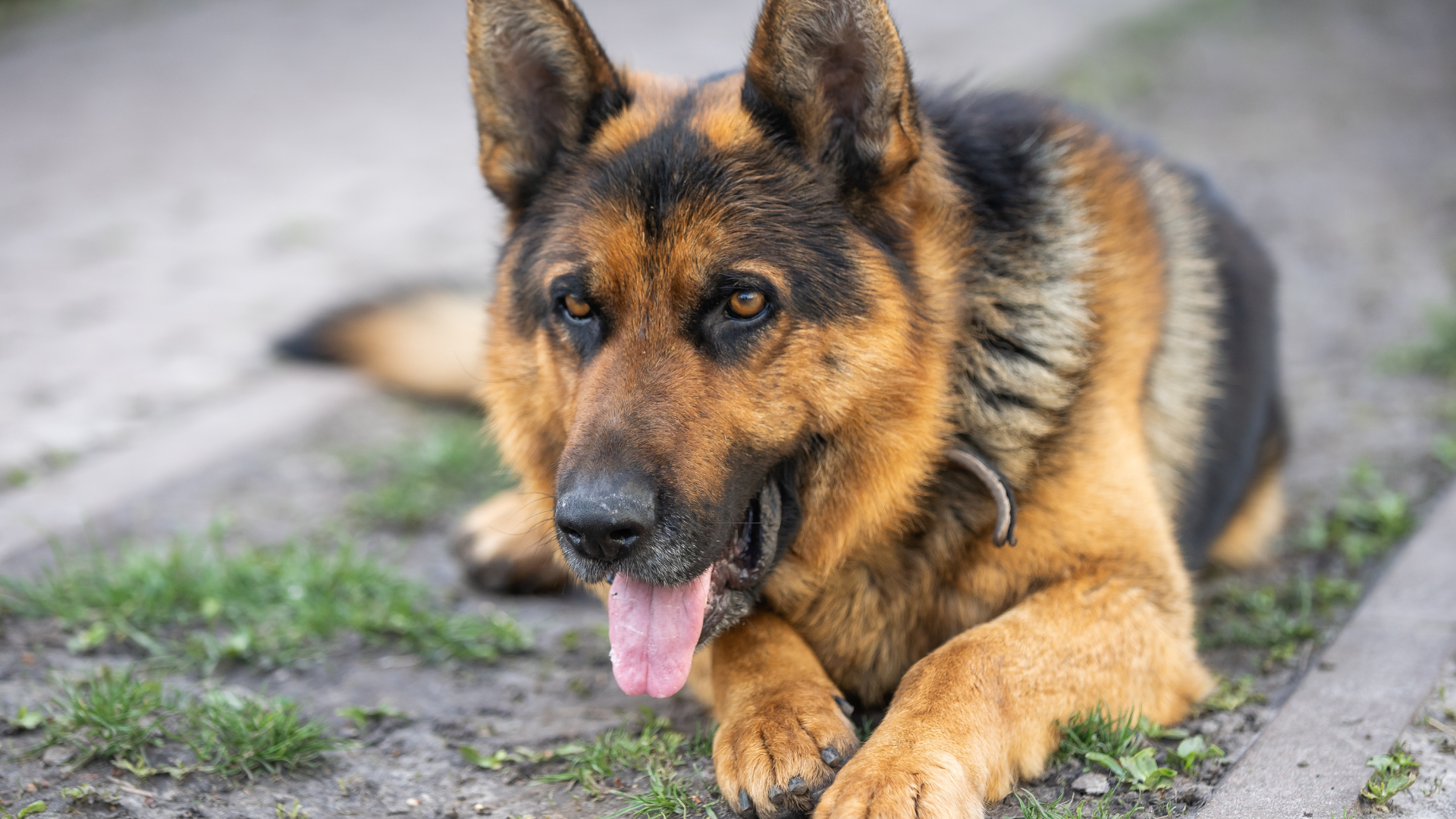 agent sécurité cynophile